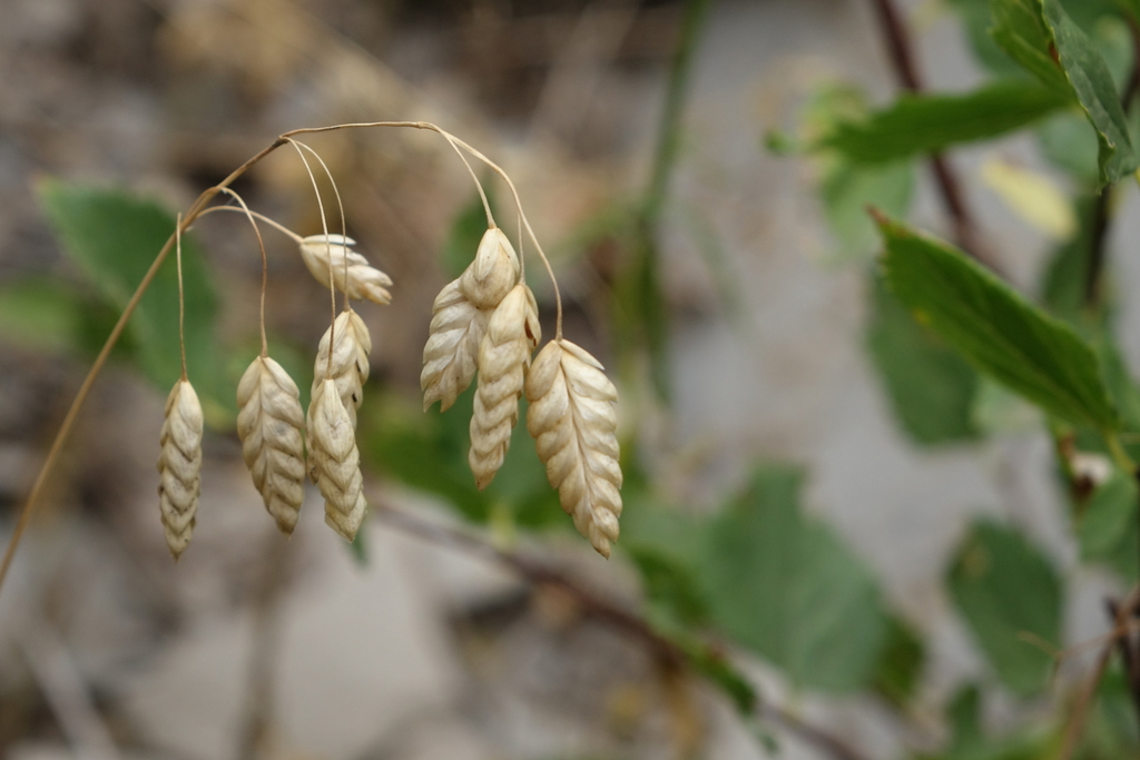 Bromus briziformis (Rattlesnake chess), non-native California grass
