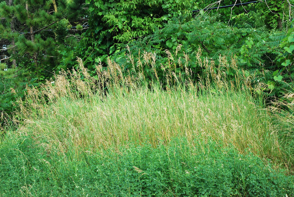 Bromus caroli-henrici (Weedy brome), non-native California grass