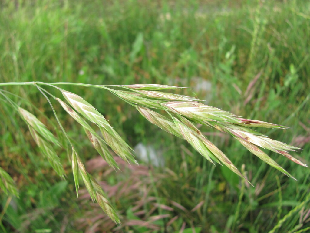 Bromus catharticus — parent species of Bromus catharticus var. elatus