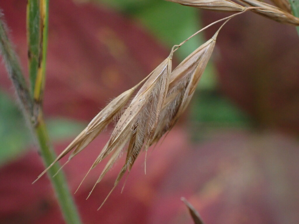 Bromus ciliatus (Fringed brome), native California grass
