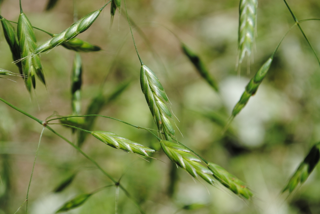 Bromus commutatus (Hairy chess), non-native California annual