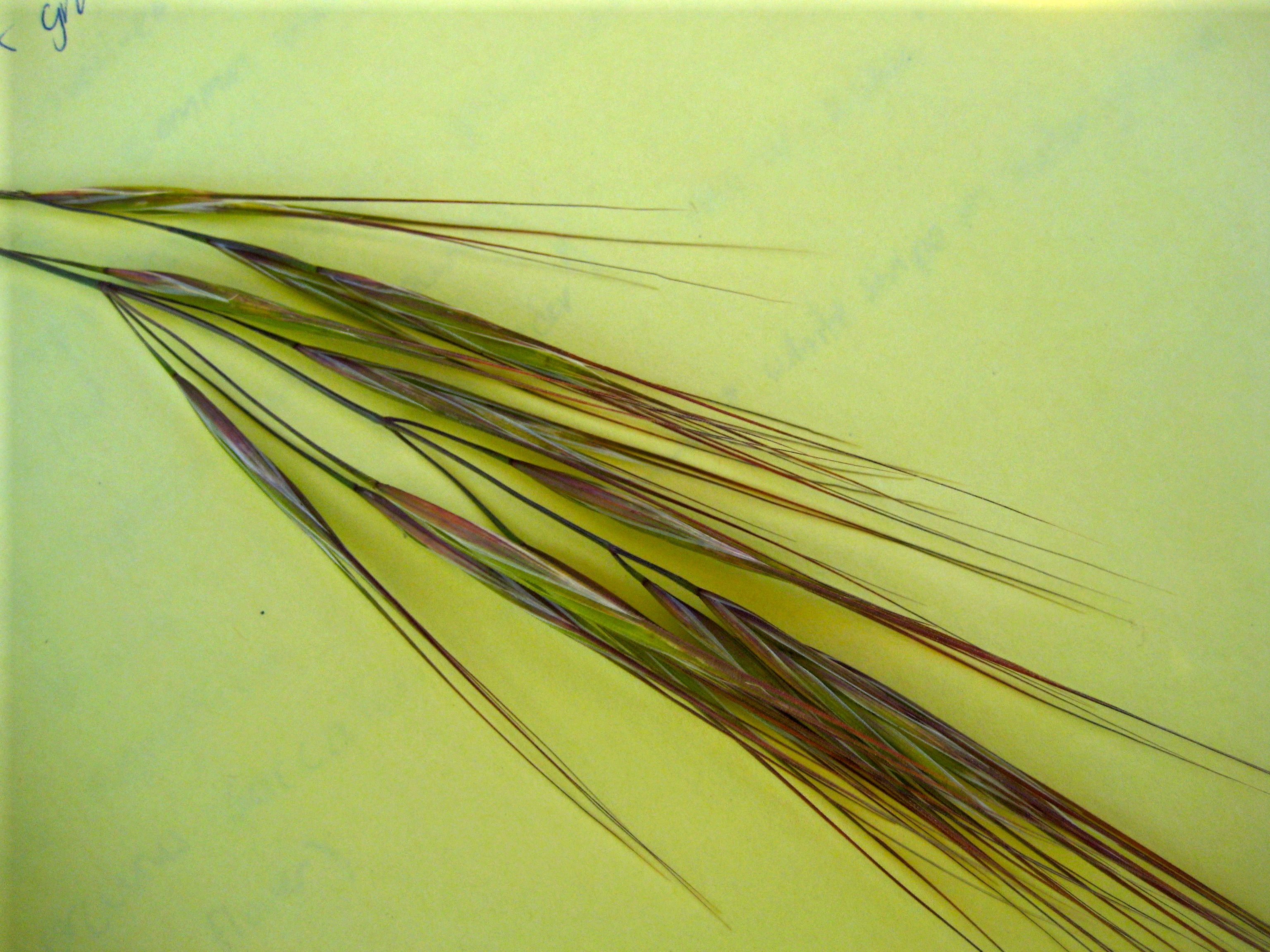 Bromus diandrus (Ripgut grass), non-native California grass