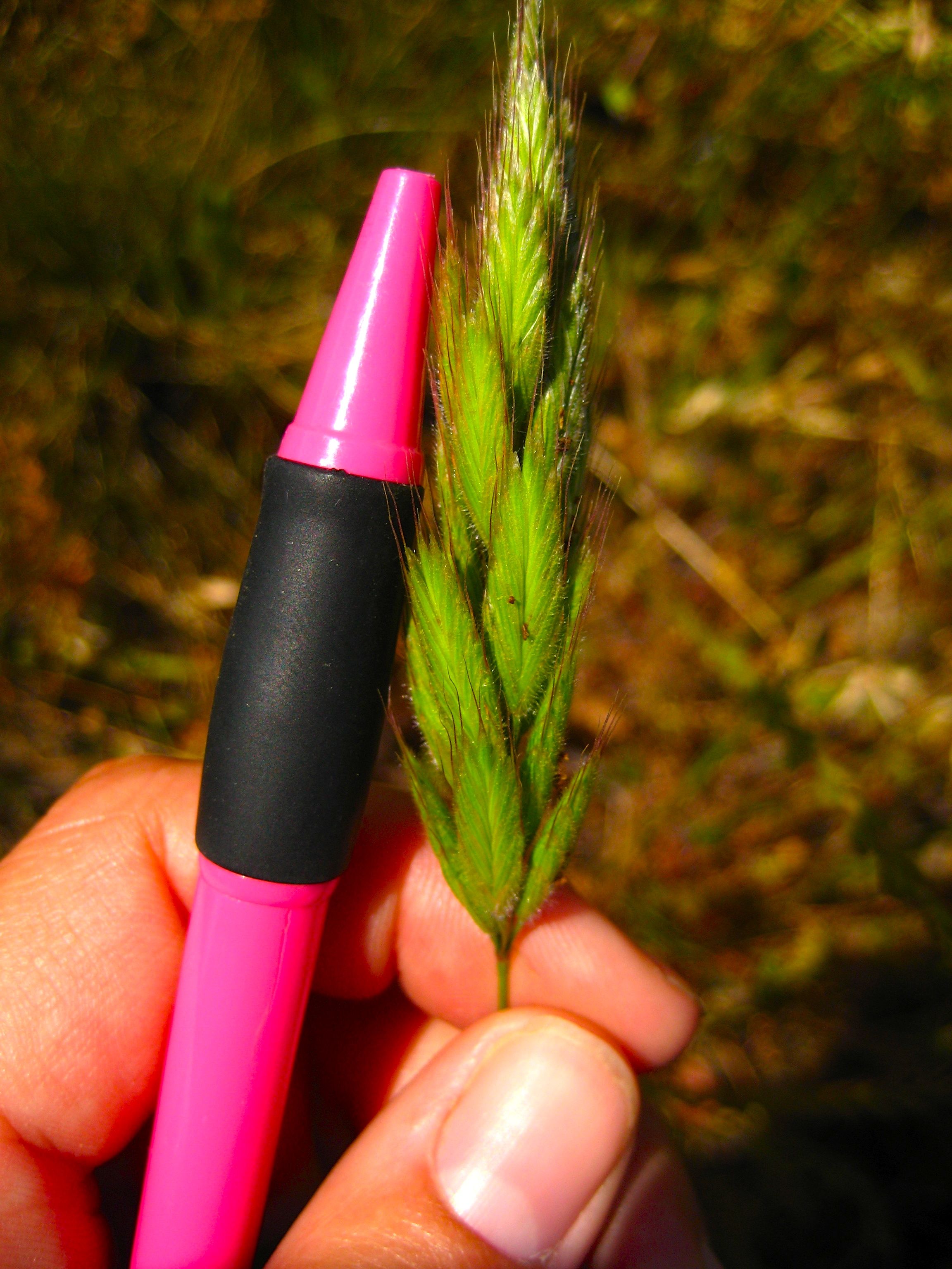 Bromus hordeaceus (Soft chess), non-native California grass