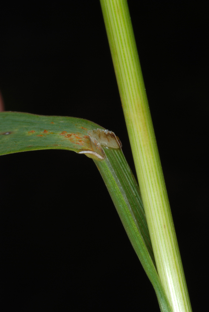 Bromus inermis (Smooth brome), non-native California grass