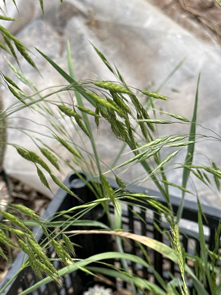 Bromus japonicus (Japanese chess), non-native California annual