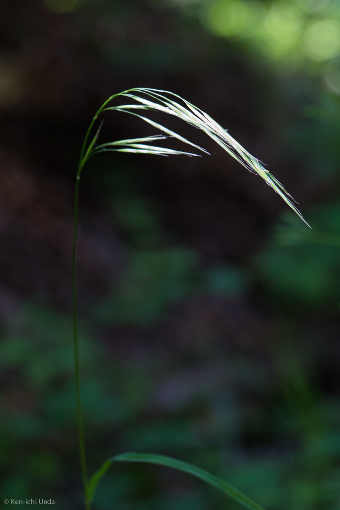 Bromus laevipes (Chinook brome), native California grass