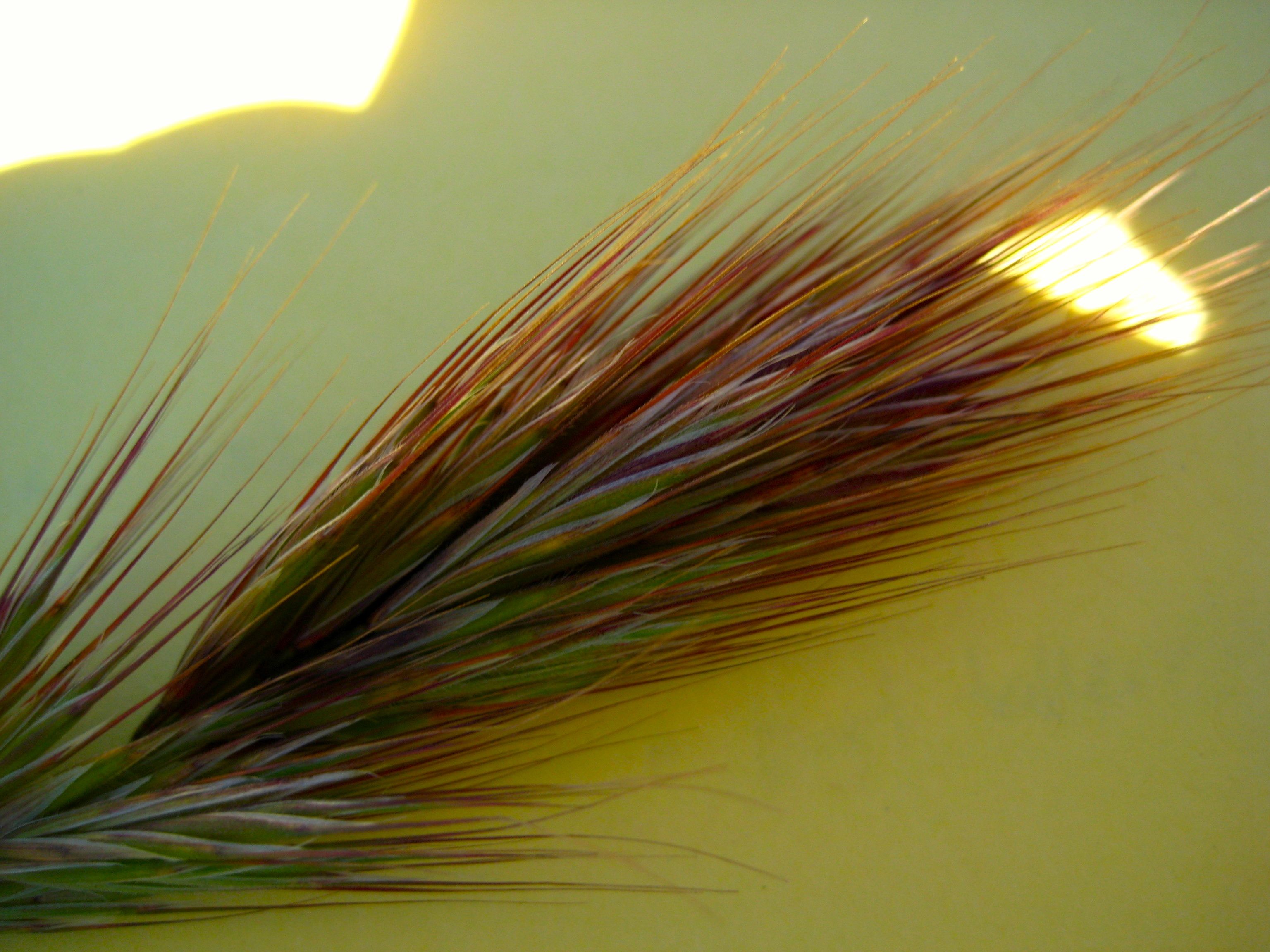 Bromus madritensis (Foxtail chess), non-native California grass