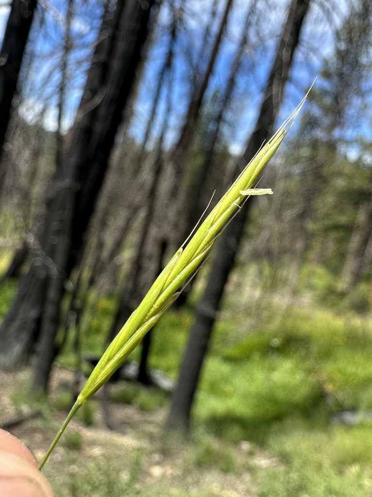 Bromus orcuttianus (Orcutt's brome), native California grass