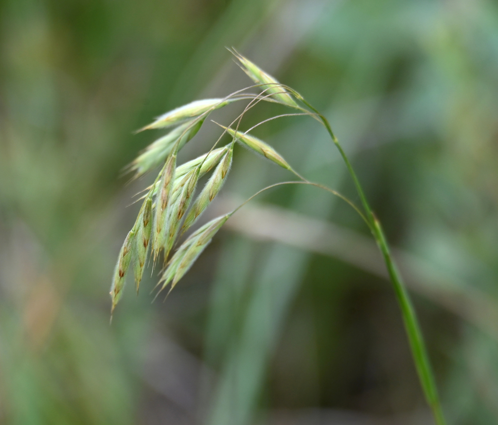Bromus porteri (Nodding brome), native California grass