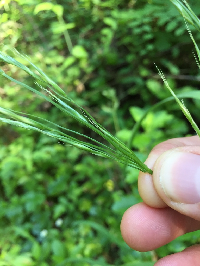 Bromus pseudolaevipes (Woodland brome), native California grass