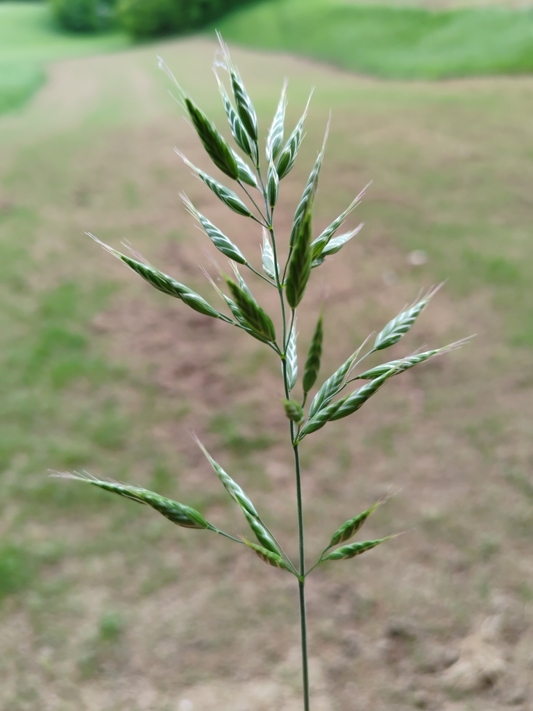 Bromus racemosus (Smooth brome), non-native California grass