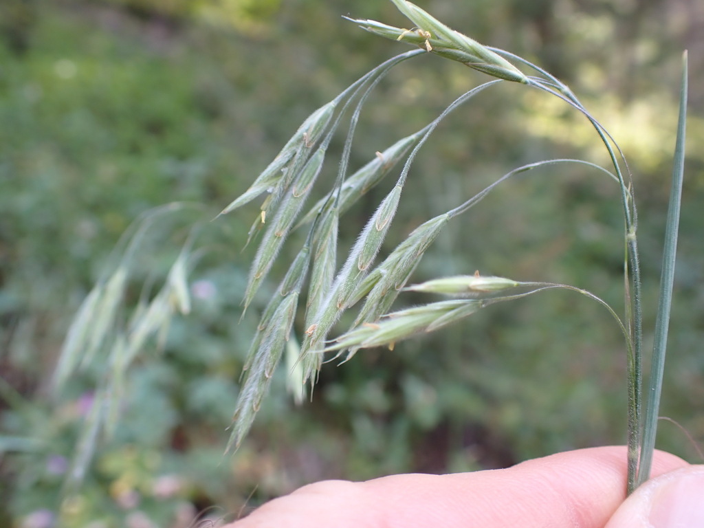 Bromus richardsonii (Richardson's brome), native California perennial