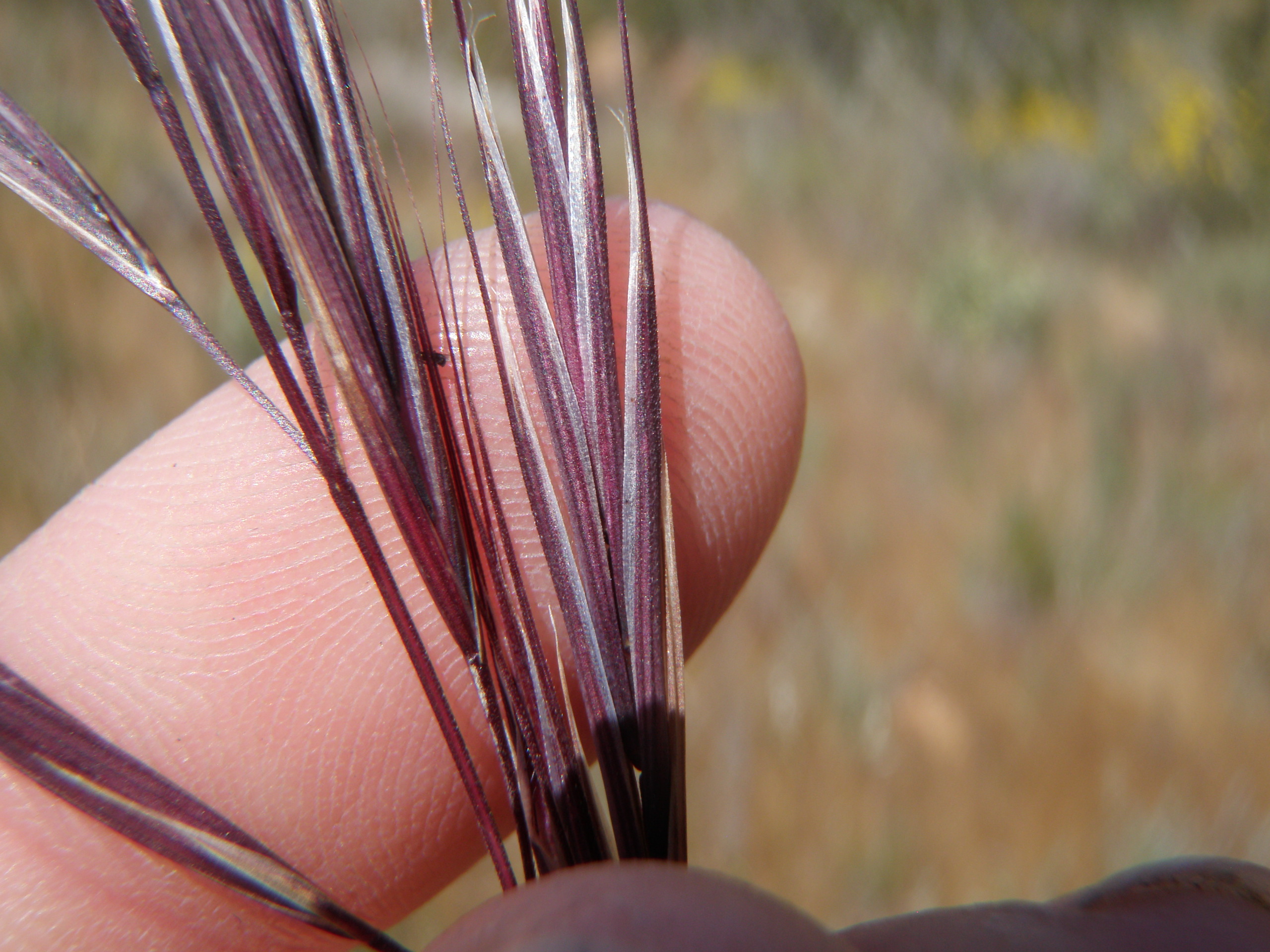 Bromus rubens (Red brome), non-native California grass
