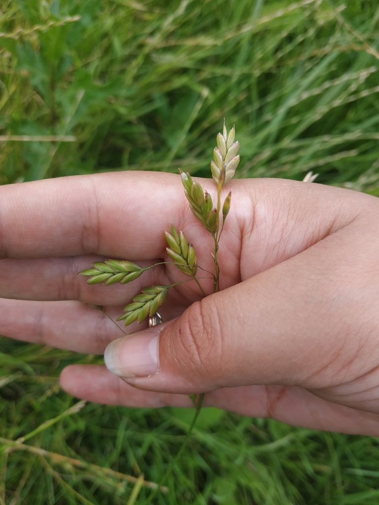 Bromus secalinus (Rye brome), non-native California grass