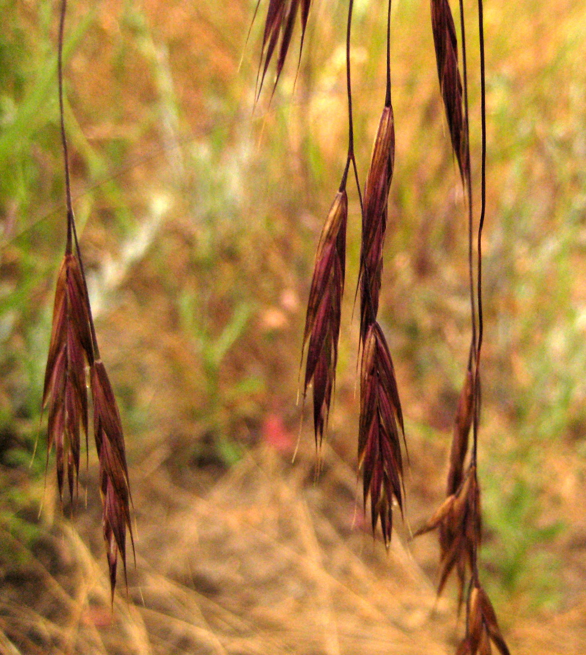 Bromus sitchensis var. carinatus (California brome), native California perennial