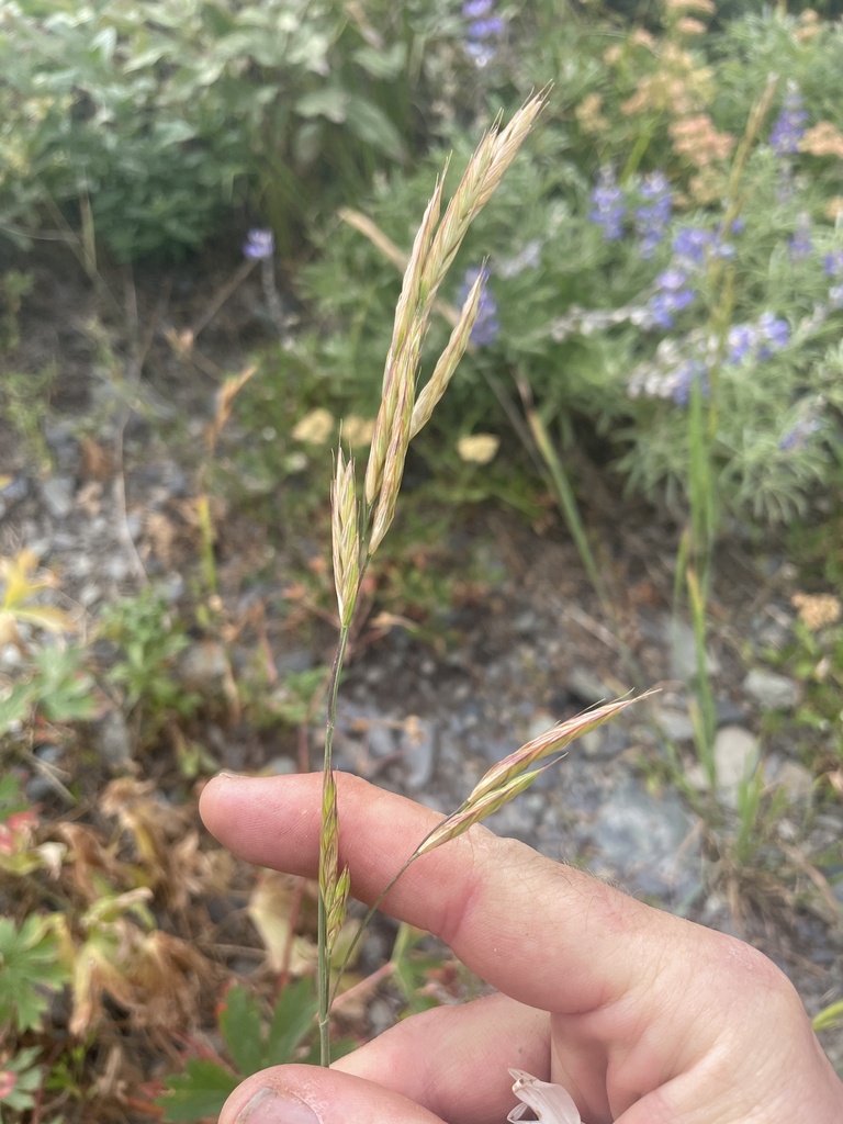 Bromus sitchensis (Sitka brome), native California grass