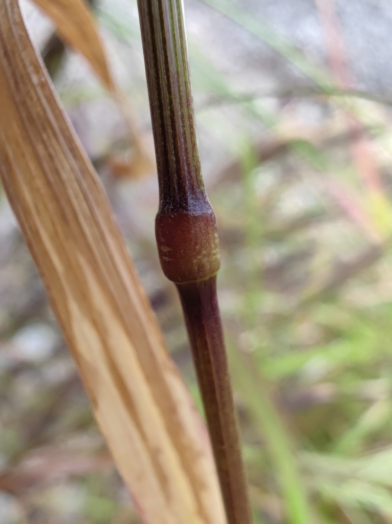 Bromus sterilis (Poverty brome), non-native California grass