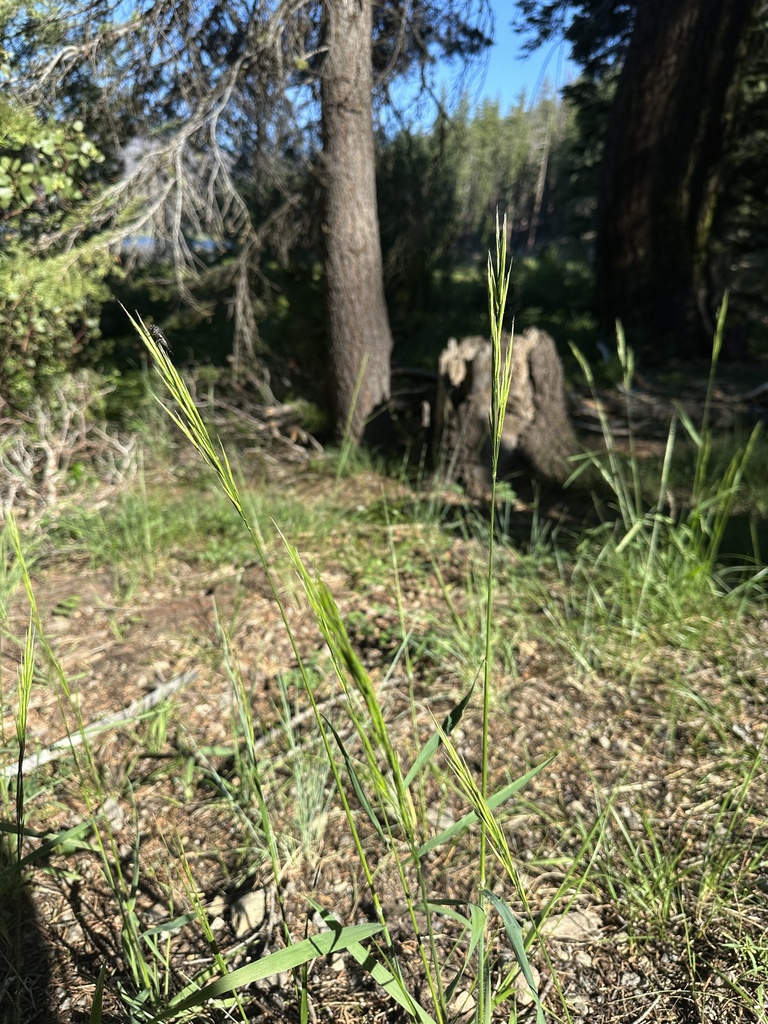 Bromus suksdorfii (Suksdorf's brome), native California grass