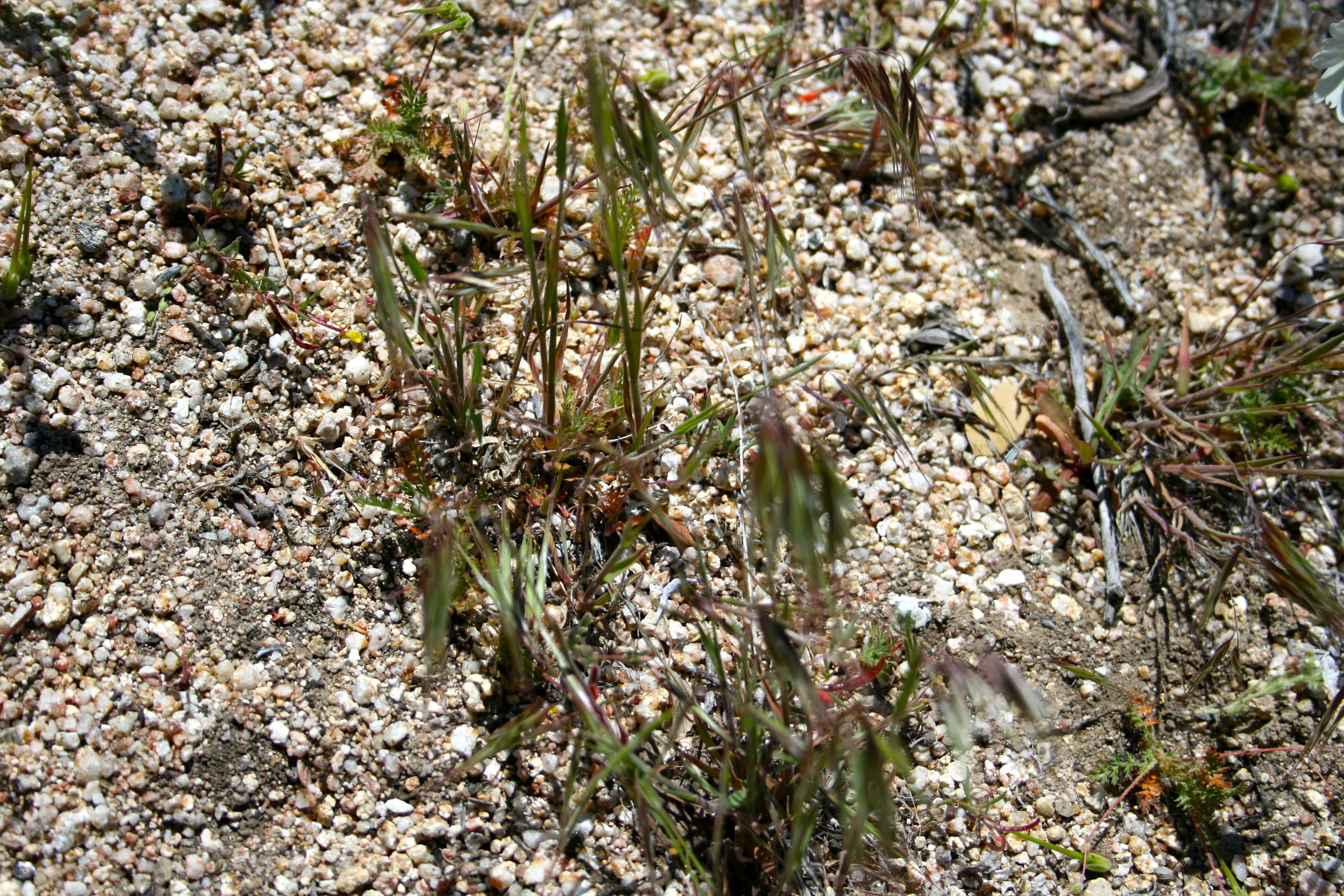 Bromus tectorum (Cheat grass), non-native California grass
