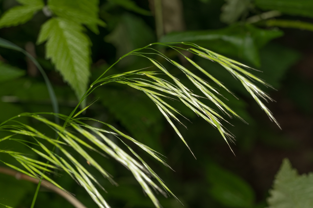Bromus vulgaris (Columbia brome), native California grass