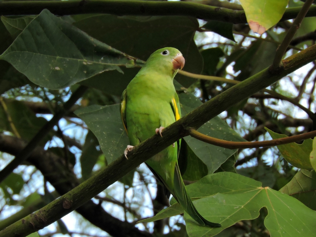 Brotogeris chiriri (Yellow-chevroned Parakeet), California species
