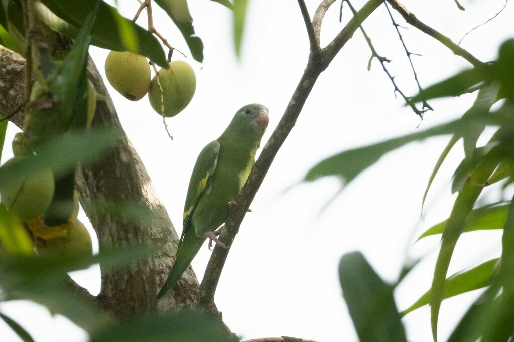 Brotogeris versicolurus (White-winged Parakeet), California species