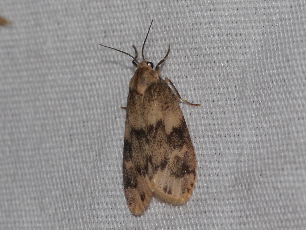 Bruceia hubbardi, California species