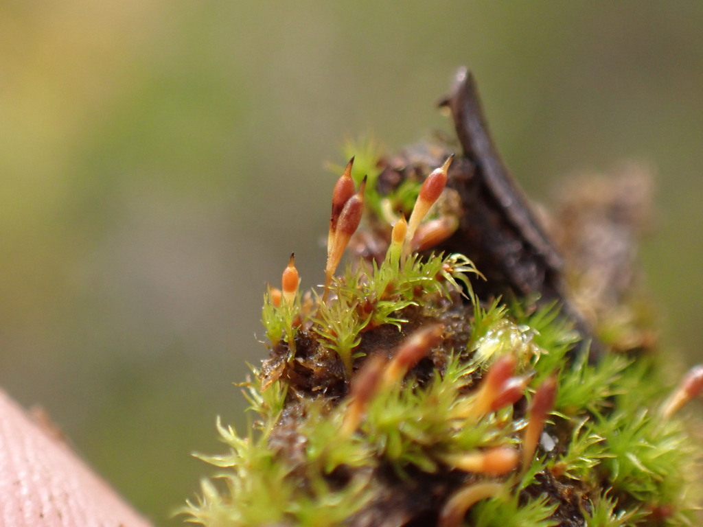 Bruchia bolanderi (Bolander's bruchia), California species