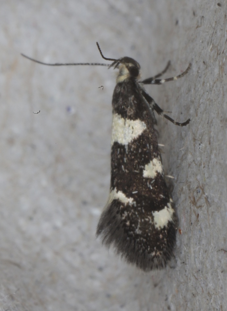 Brymblia quadrimaculella, California species