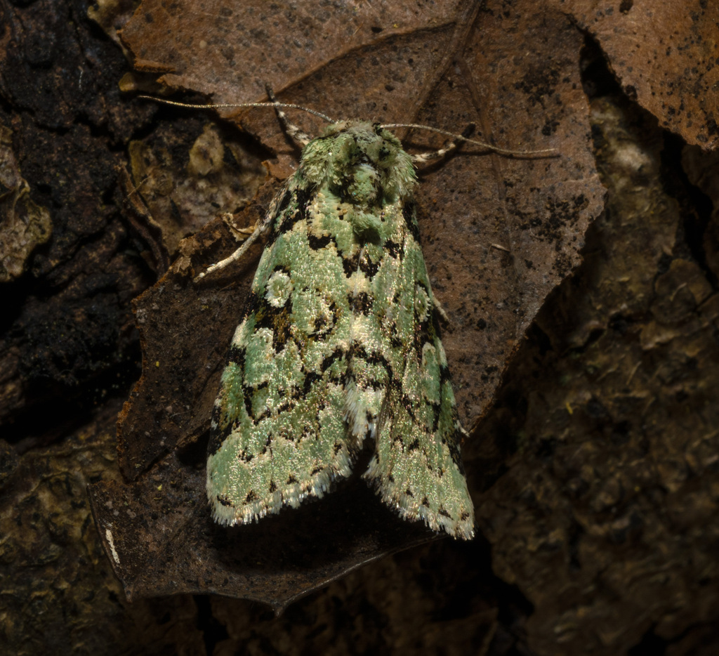 Bryolymnia viridata, California species