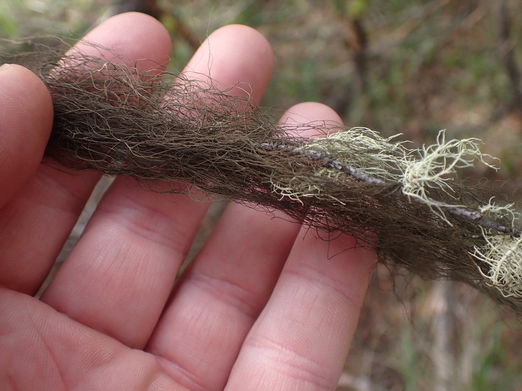 Bryoria tortuosa (yellow-twist horsehair), California lich