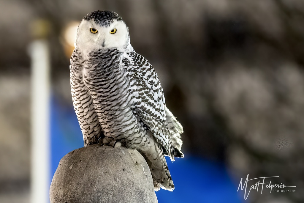 Bubo scandiacus (Snowy Owl), California species