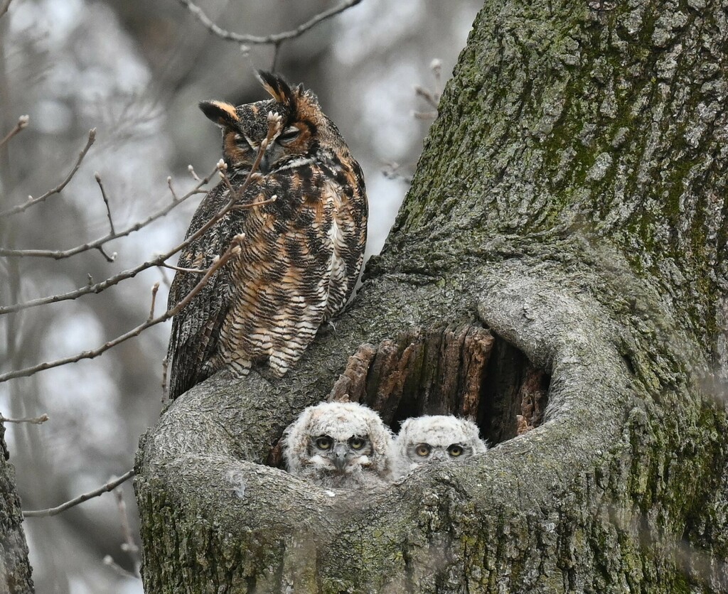 Bubo virginianus (Great Horned Owl), California species