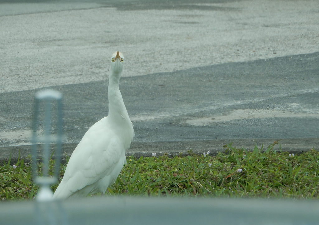 Bubulcus ibis (Cattle Egret), California species