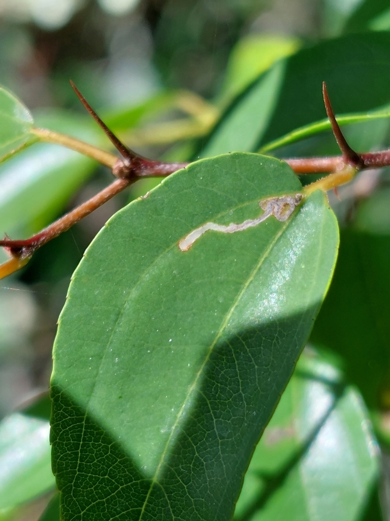 Bucculatrix quadrigemina, California species