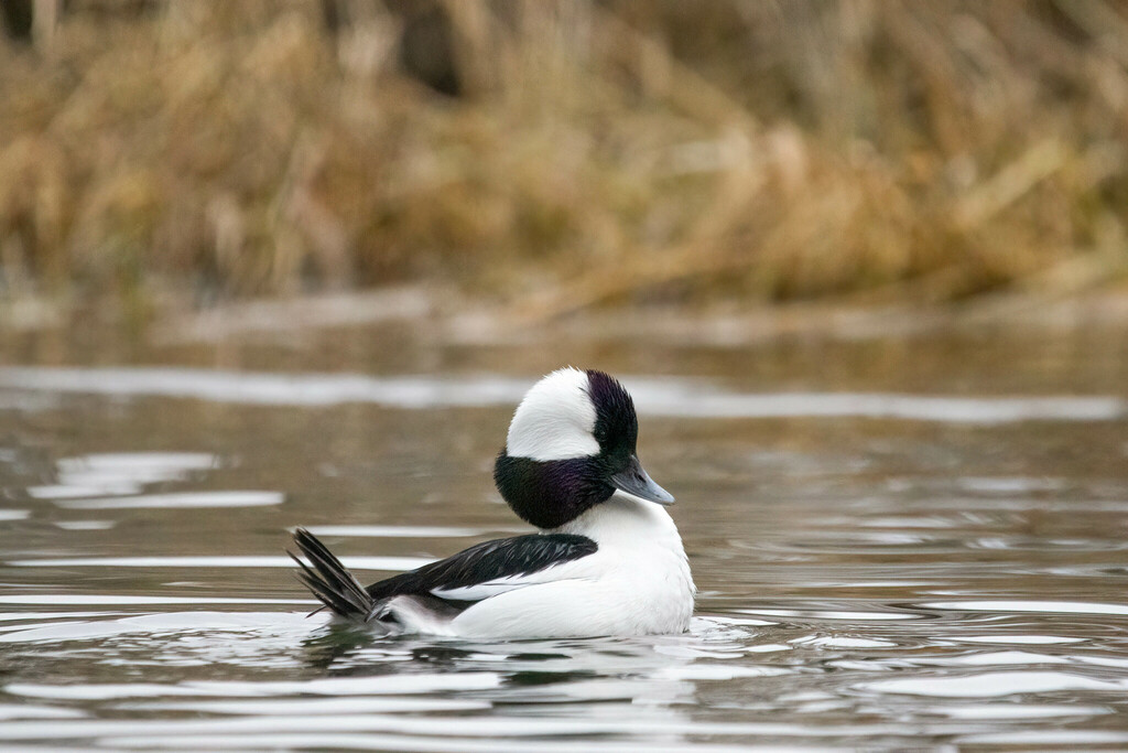 Bucephala albeola (Bufflehead), California species