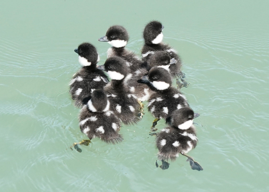Bucephala clangula (Common Goldeneye), California species