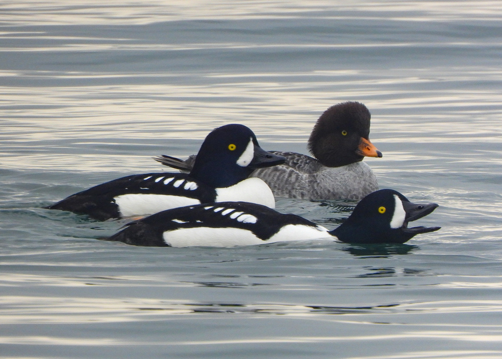 Bucephala islandica (Barrow's Goldeneye), California species