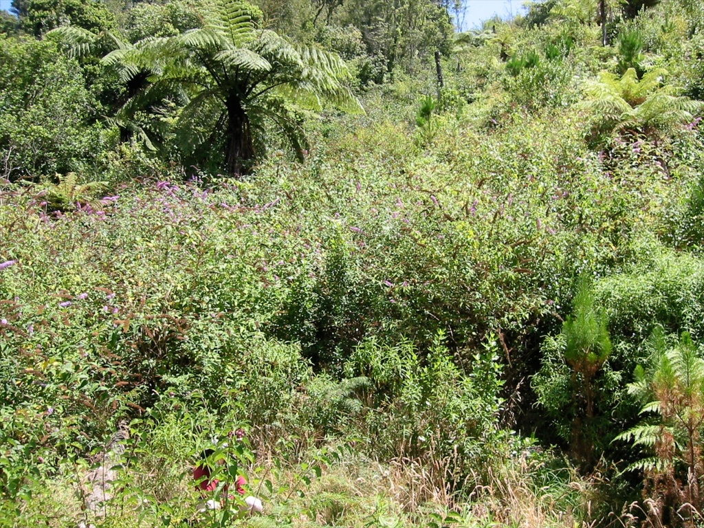 Buddleja davidii (Butterfly bush), non-native California shrub