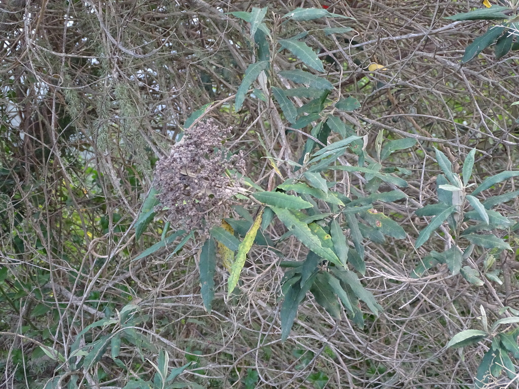 Buddleja saligna (False olive), non-native California shrub / tree