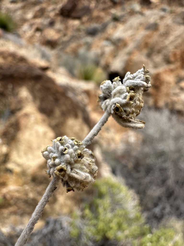 Buddleja utahensis (Panamint butterfly bush), native California shrub