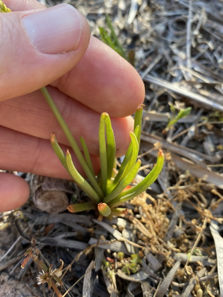 Bulbine semibarbata (Leek lily), non-native California herb