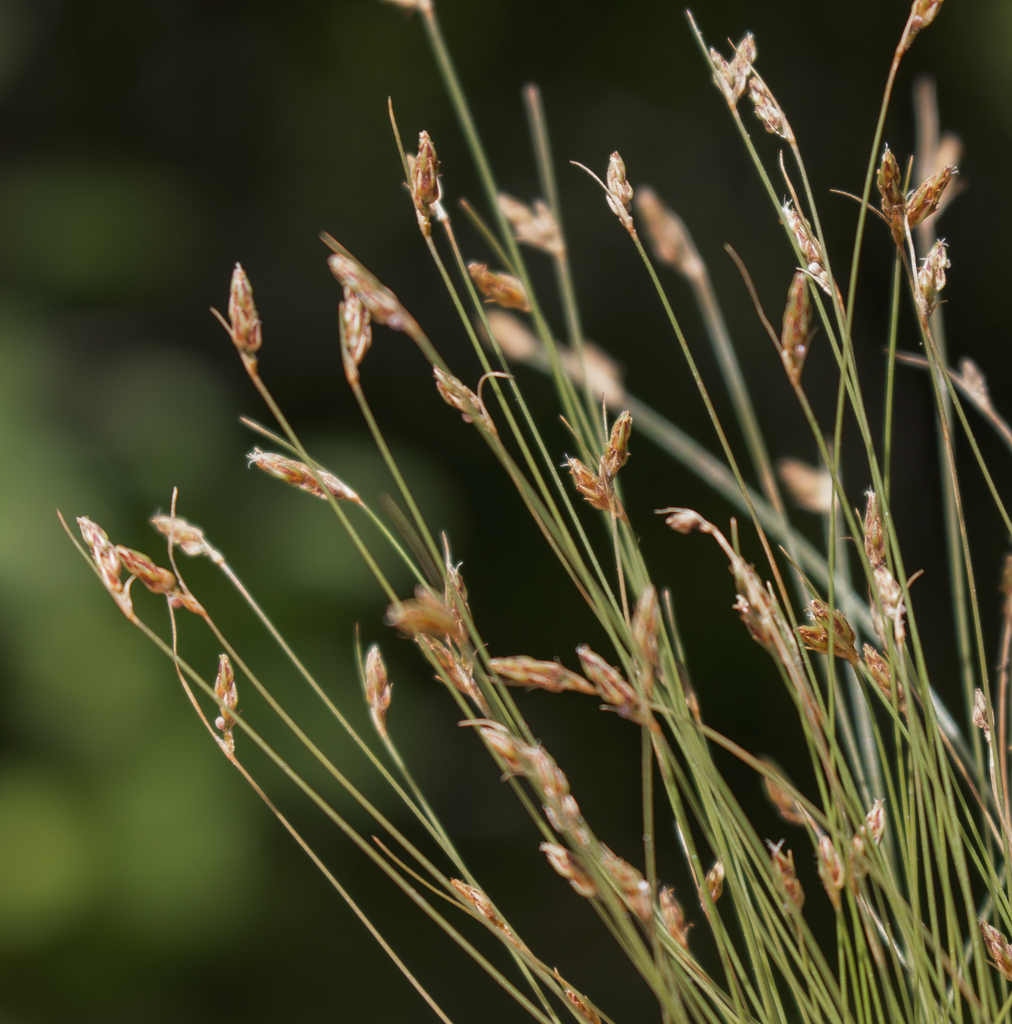 Bulbostylis capillaris (Thread-leaved beakseed), native California grass
