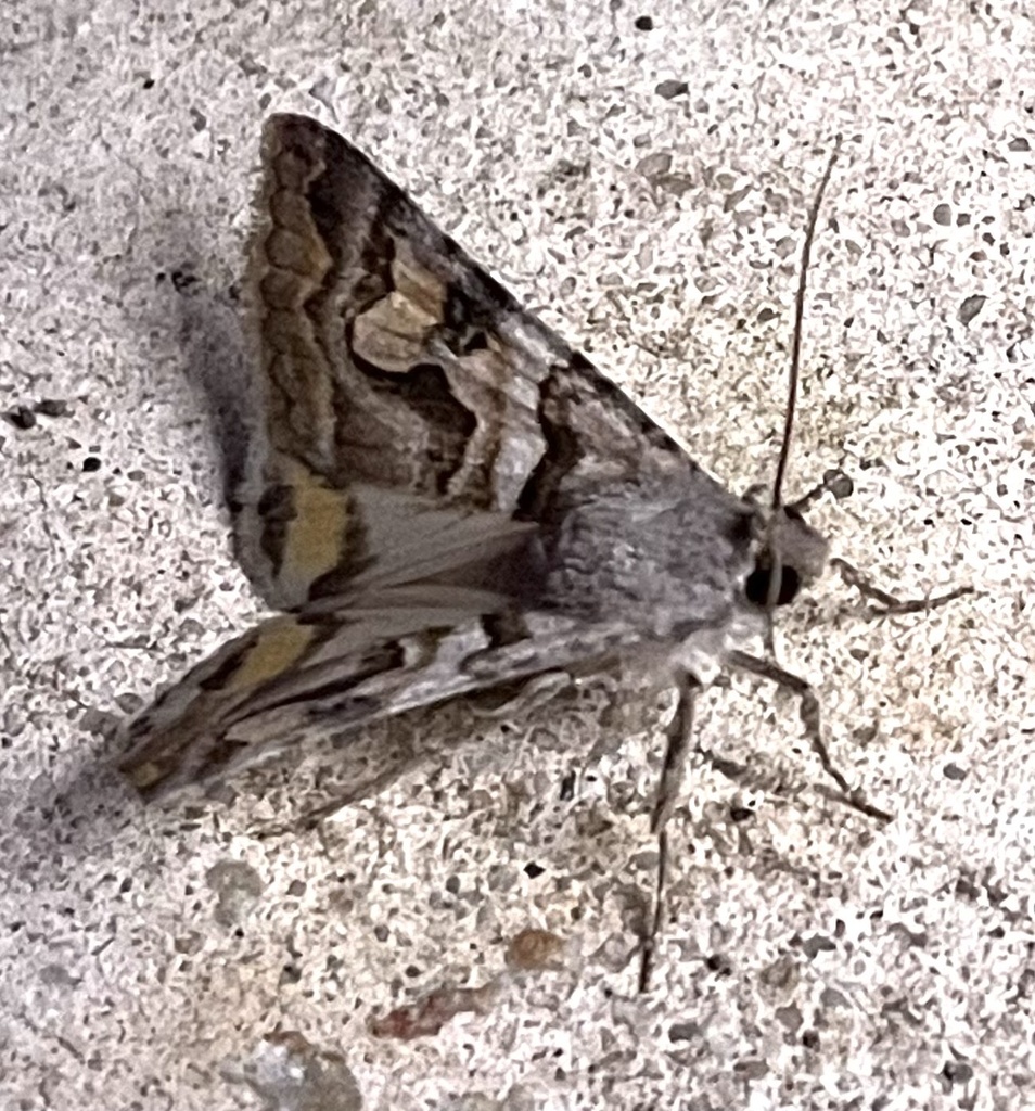 Bulia deducta / similaris, California species