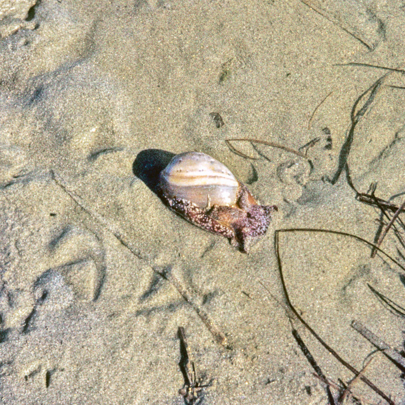 Bulla gouldiana (Cloudy Bubble Snail), California species