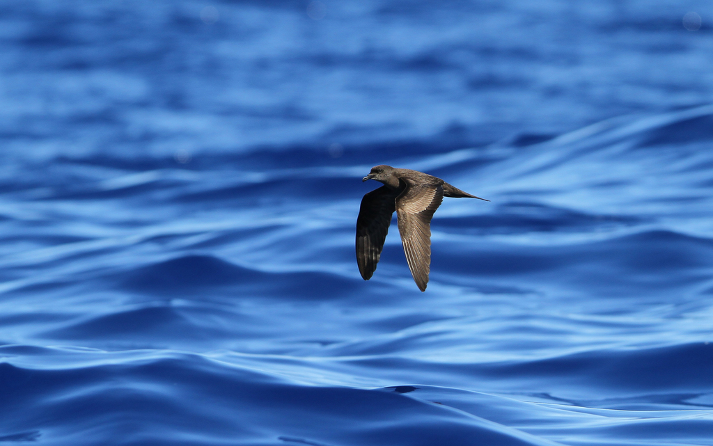 Bulweria bulwerii (Bulwer's Petrel), California species
