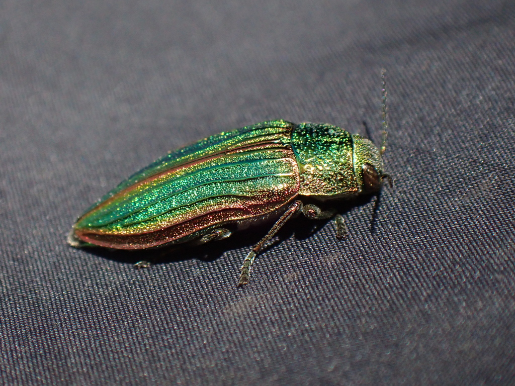 Buprestis aurulenta (Golden Buprestid Beetle), California species