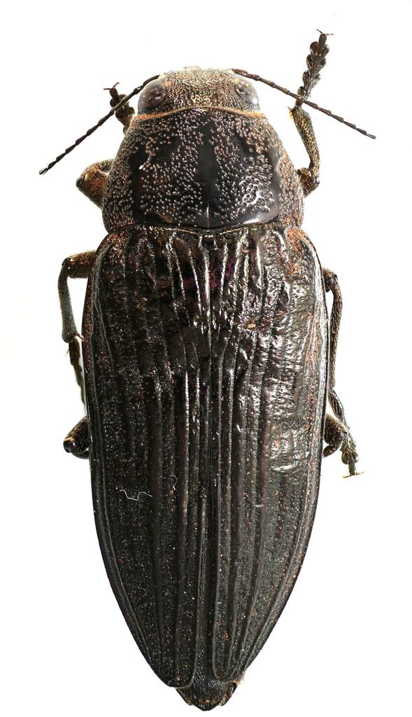 Buprestis lyrata (Pink-faced jewel beetle), California species