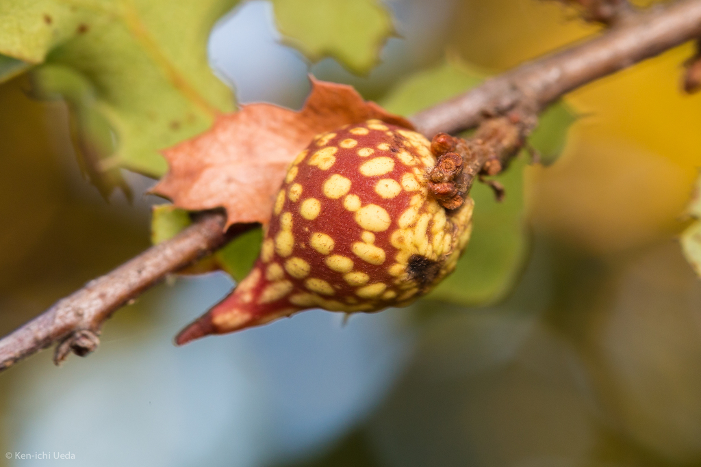 Burnettweldia plumbella (Beaked Twig Gall Wasp), California species