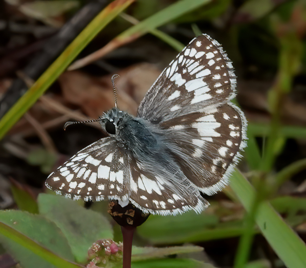 Burnsius albezens (White Checkered-Skipper), California species